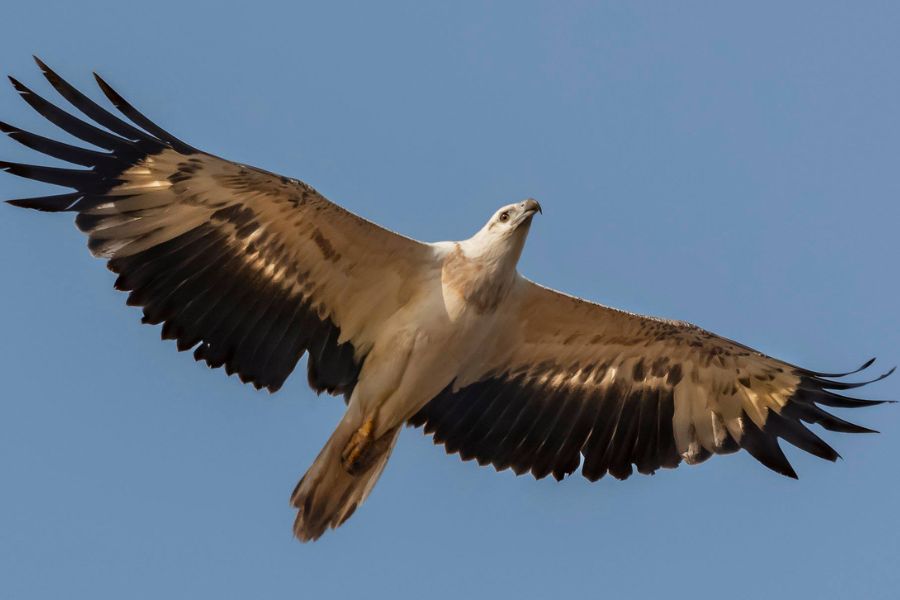 White bellied sea eagle sighting at Sinharaja