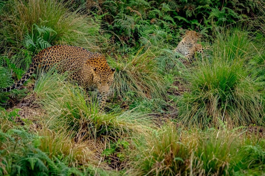 A leopard and her cub at Wilpattu national park
