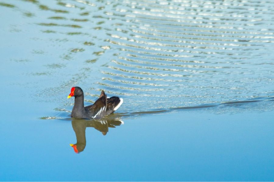 Eurasian Moorhen at Yala national park in Sri Lanka