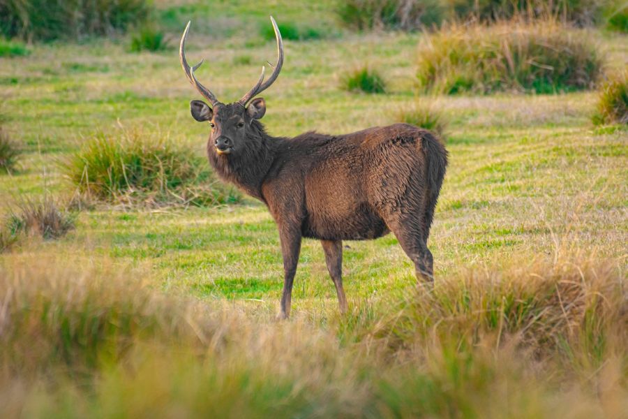 Sambar Deer sighting