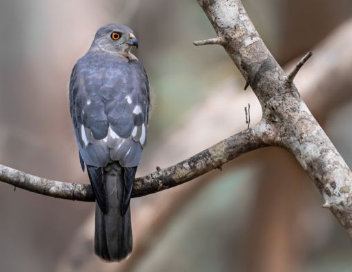 Behold me—the Shikra!