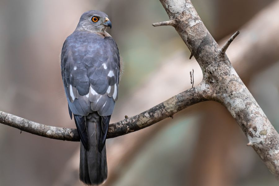 Shikra bird