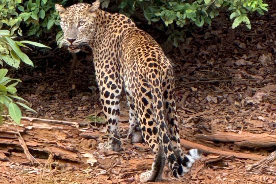 leopard-safari-1.jpg