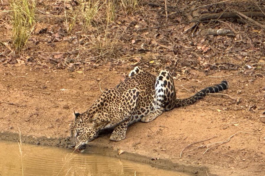 leopard-safari-2.jpg
