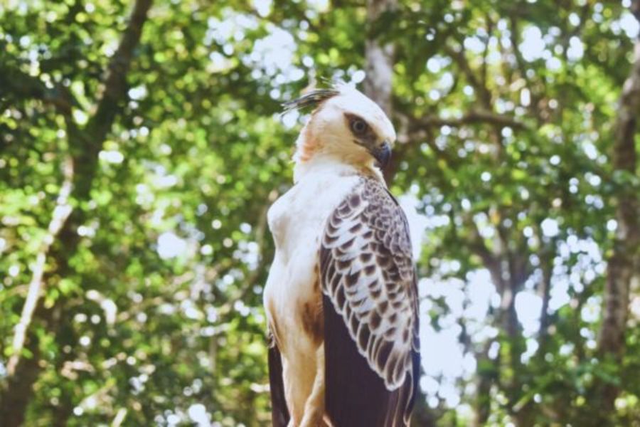 Hawk Eagle