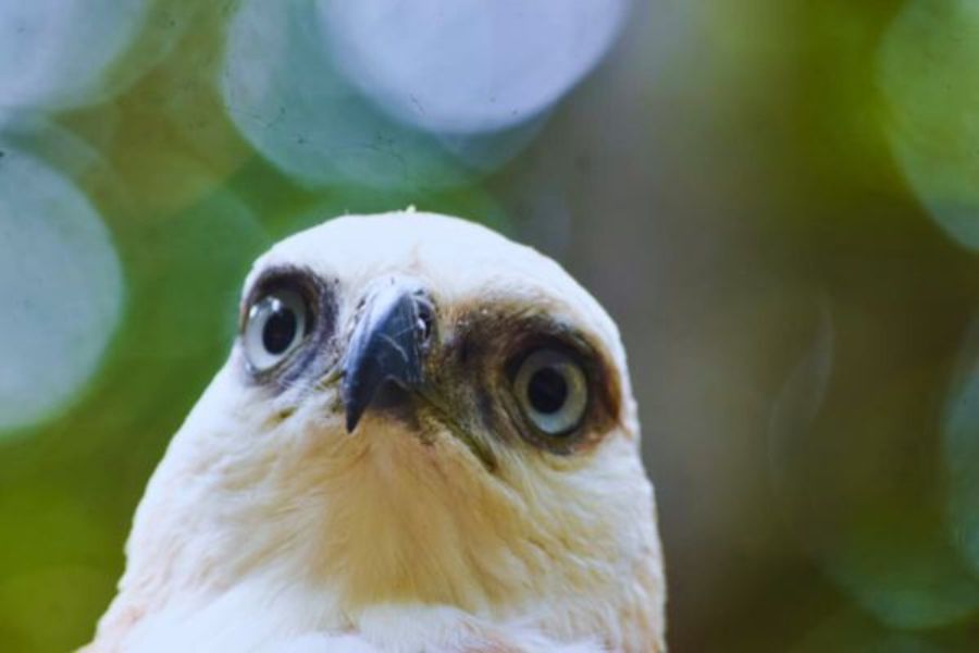 Hawk Eagle