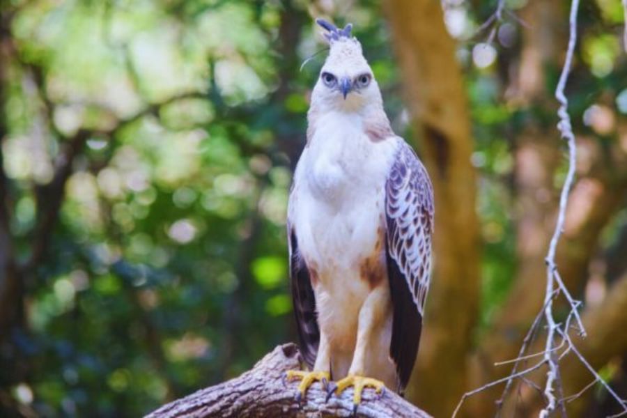 Hawk Eagle