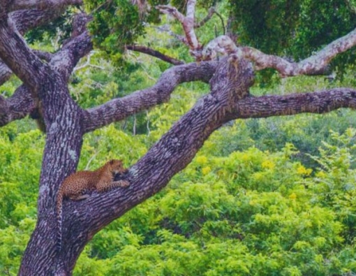 Musings of an apex predator