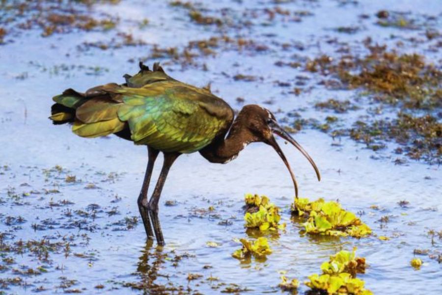 Glossy Ibis at yala National park 