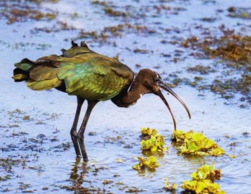 Avian Vogue – October Edition