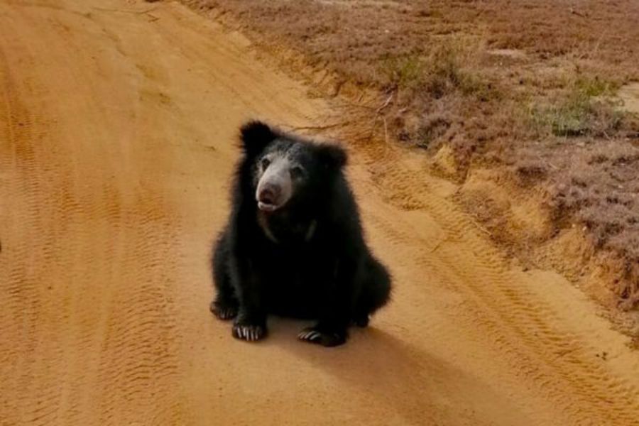 Sri Lankan sloth bear at Wilpattu National park 