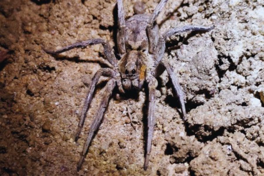 Wolf spider at yala National park 