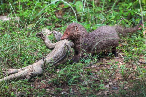 ruddy-mongoose-in-sri-lanka-2.jpg