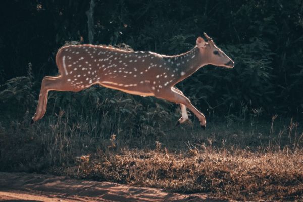 spotted-deer-in-sri-lanka-2.jpg
