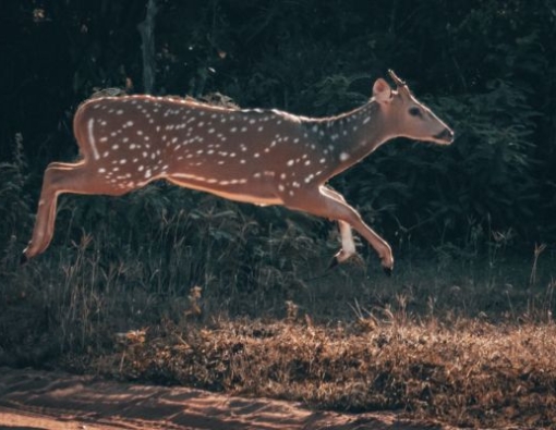 Whoa, did you see that jump?