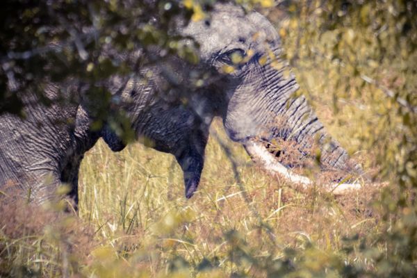 Tusker sighting at Sri lanka