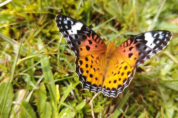 indian-fritillary-butterfly-sighting-at-horton-plains