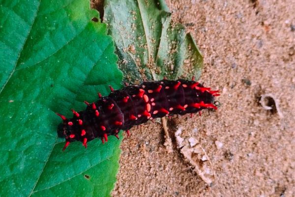 crimson-rose-caterpillar.jpg