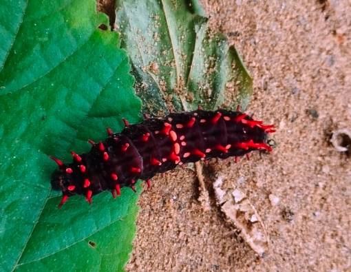 Have you come to bask in the glory of a legend?