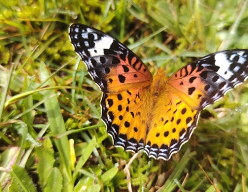 indian-fritillary-butterfly-sighting-at-horton-plains