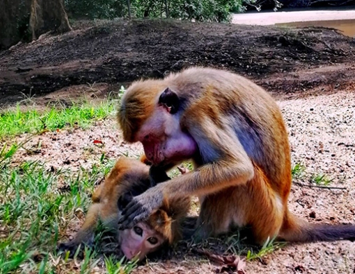 toque-macaques-sighting-at-yala-national-park