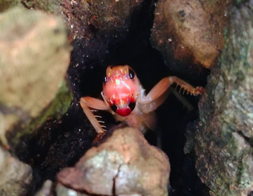 cricket-sighting-at-yala-national-park