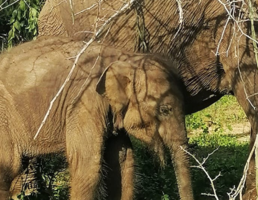 Always by My Side A mother elephant seems to recognise you