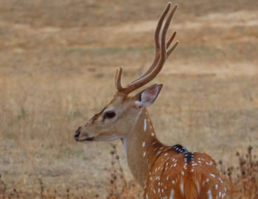 A Sri Lankan Spotted Deer continues the confession