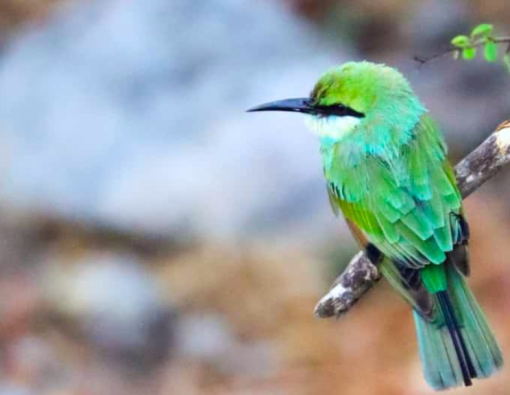Zeno the Green Bee-eater returns for another interview