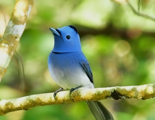 A Day in Blue with Mr. Dabadee-dabadaa