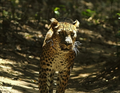 In the Shadow of Neluma