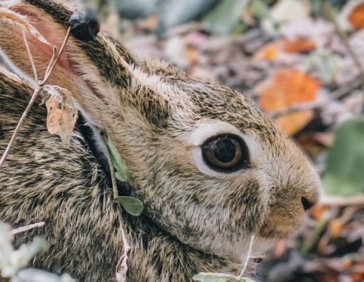 And here we have a most fascinating creature!