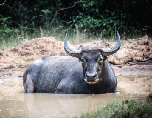 The Buffalo Wellness Retreat™ Experience
